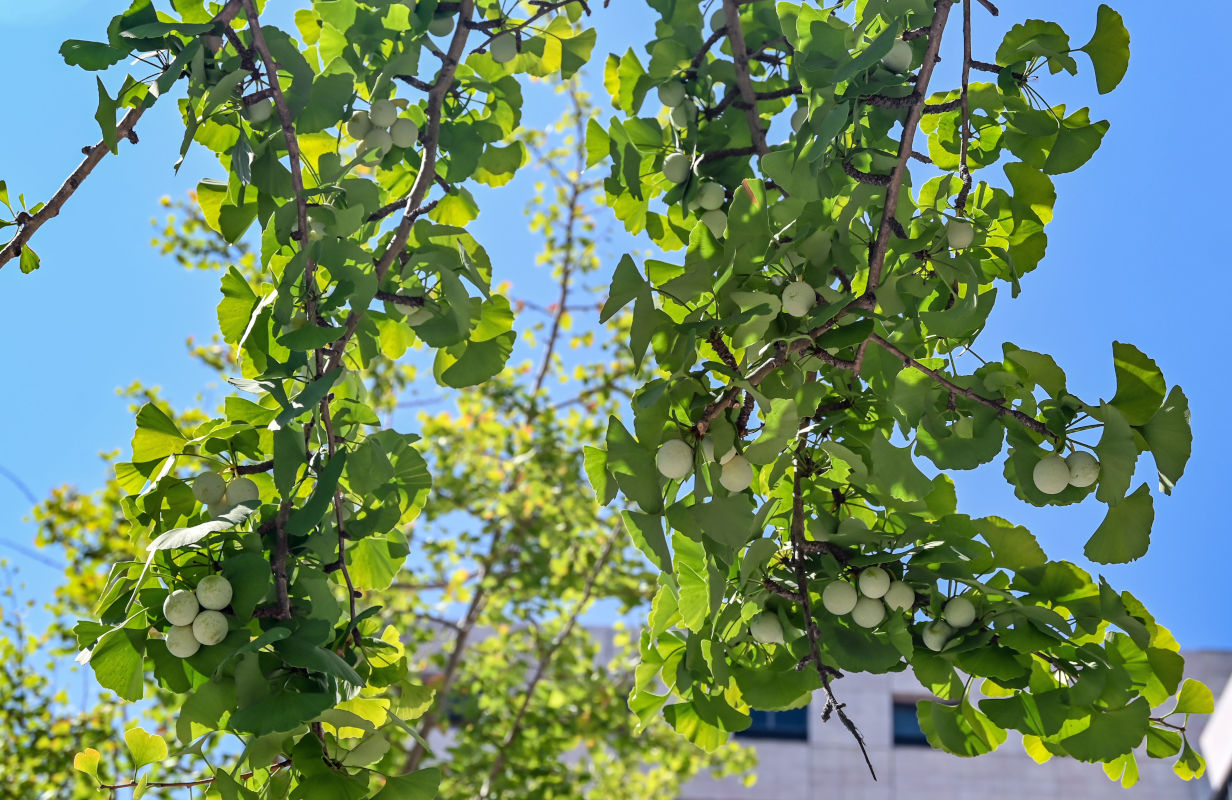 Image of Ginkgo biloba specimen.