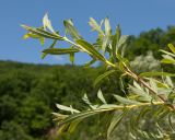 Salix elbrusensis. Побеги. Краснодарский край, Абинский р-н, окр. станицы Эриванская, галечно-валунный берег р. Абин. 05.07.2015.