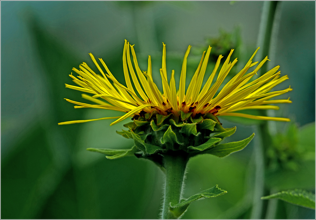 Изображение особи Inula helenium.