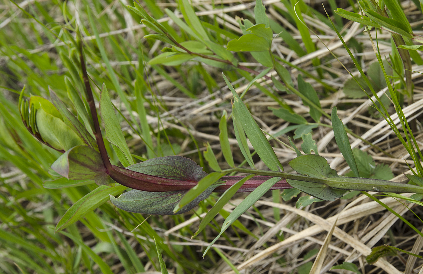 Image of Lathyrus pisiformis specimen.