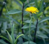 Hypochaeris radicata