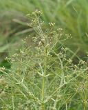 Trinia multicaulis. Верхушка цветущего растения с пестичными цветками. Ульяновская обл., Мелекесский р-н, окр пос. Вишенка, Медвежий овраг, ковыльно-разнотравная степь на склоне. 06.06.2024.