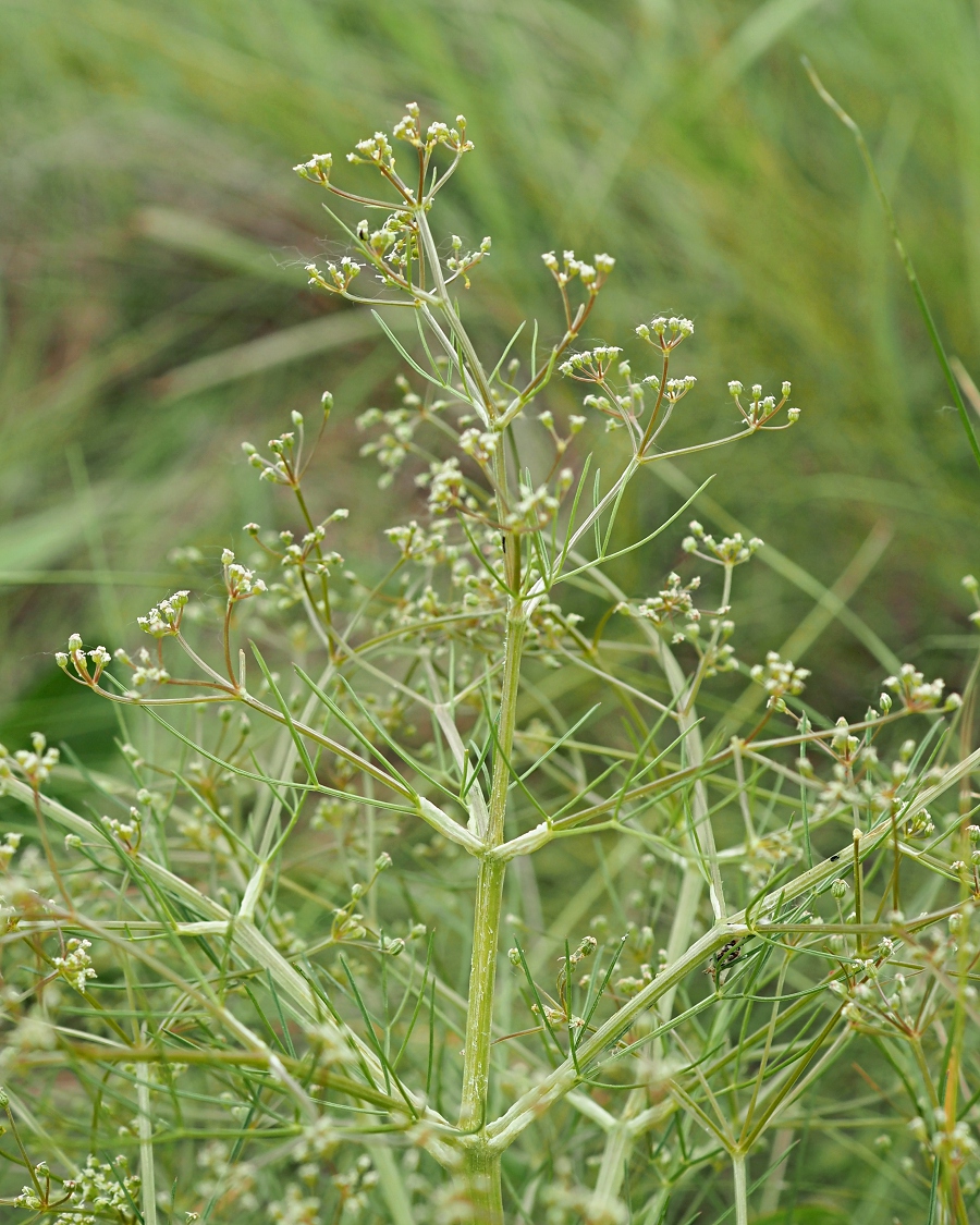 Изображение особи Trinia multicaulis.