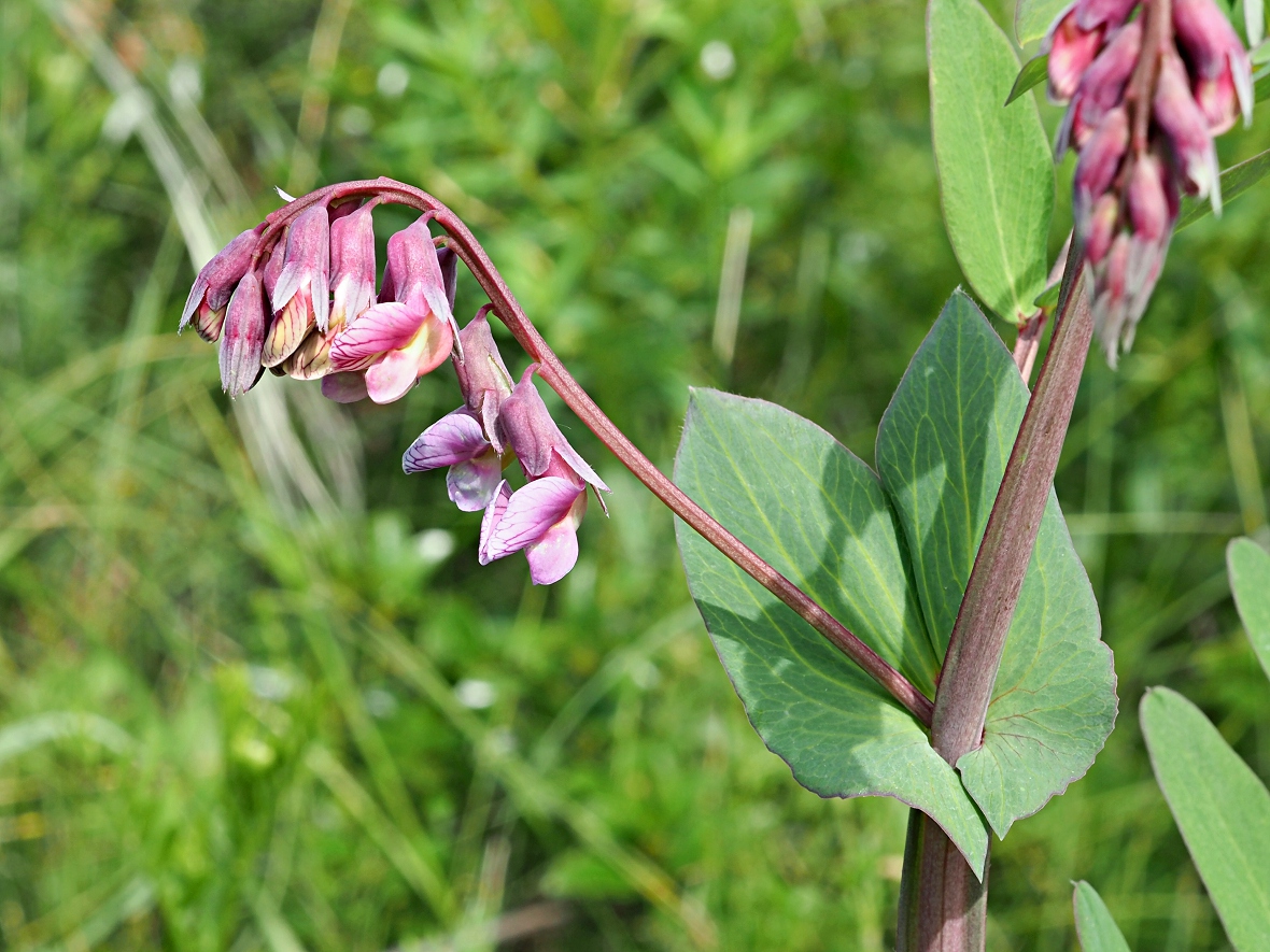 Image of Lathyrus pisiformis specimen.