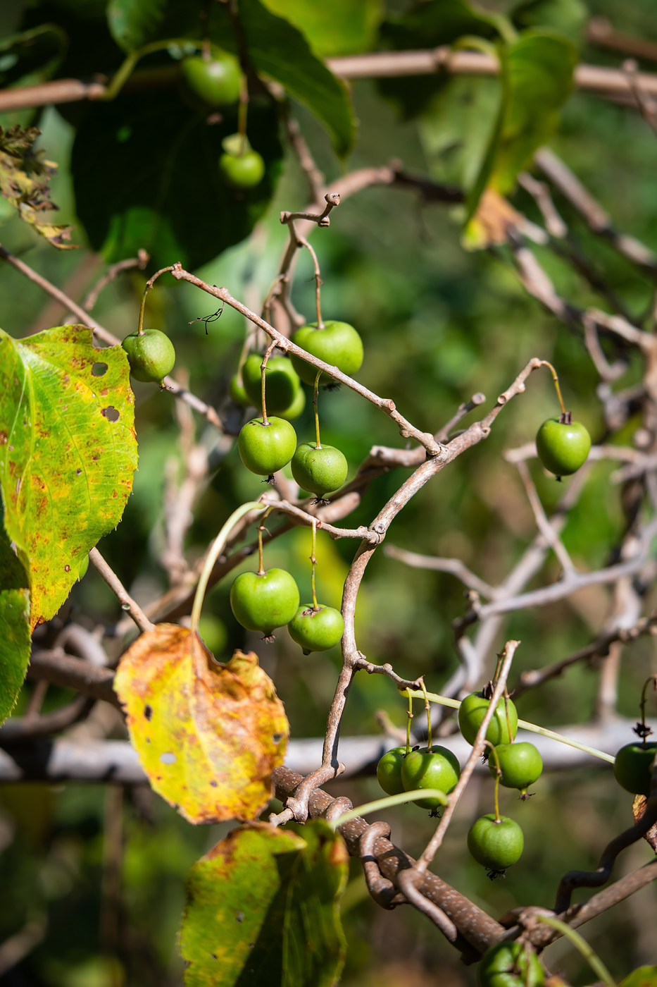 Image of Actinidia arguta specimen.