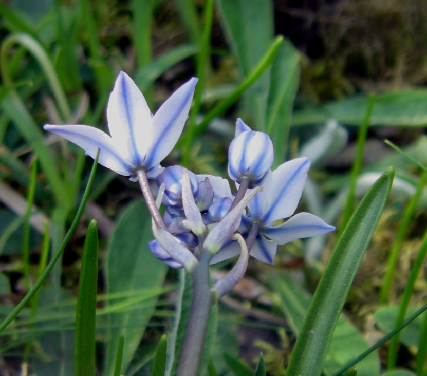 Изображение особи Scilla verna.