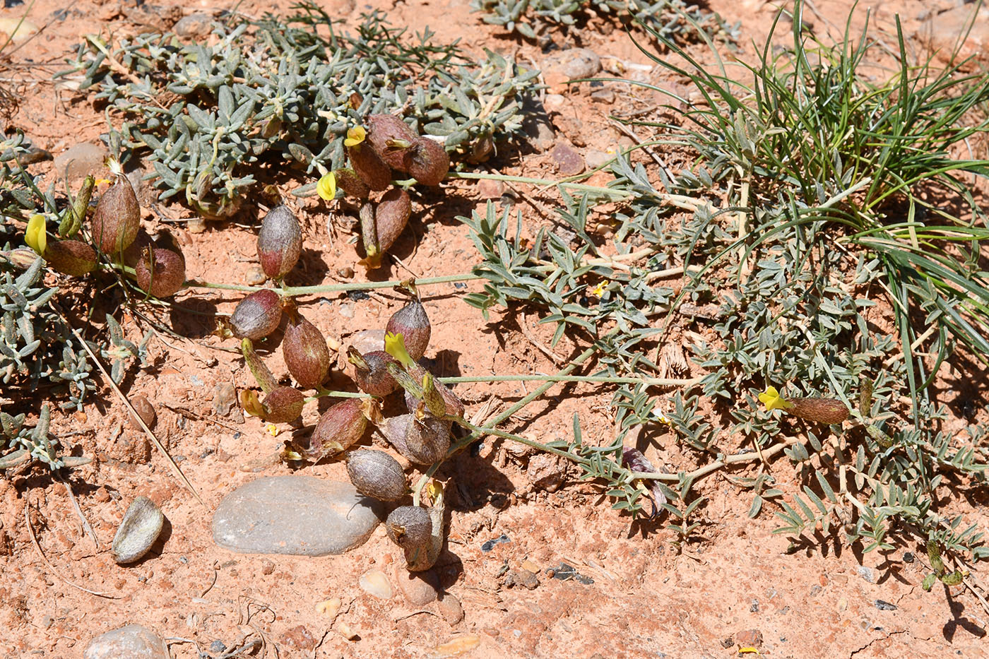 Изображение особи род Astragalus.