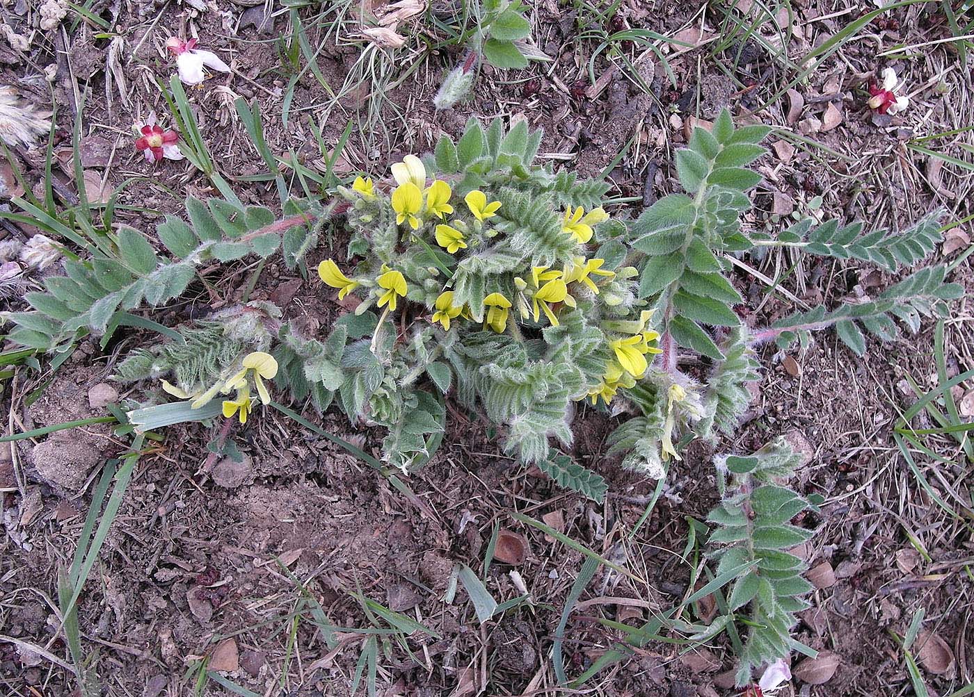 Изображение особи род Astragalus.