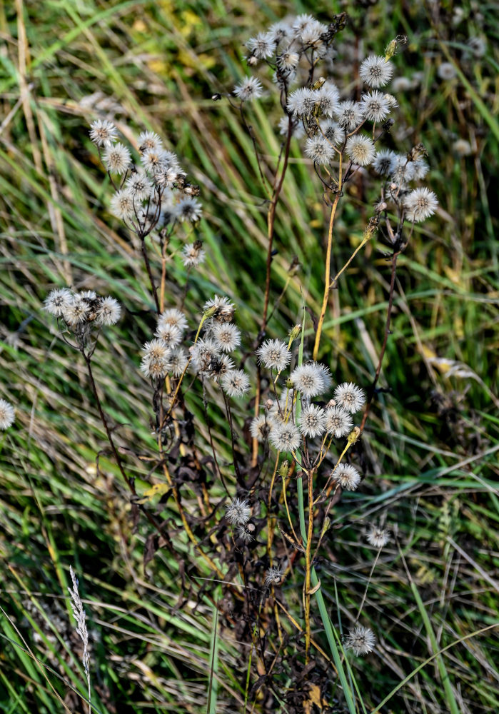 Изображение особи Hieracium umbellatum.
