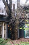 Quercus robur. Нижняя часть ствола дерева в начале вегетации. Москва, филиал Ботсада МГУ \"Аптекарский огород\", теневой сад, в культуре. 30.04.2026.