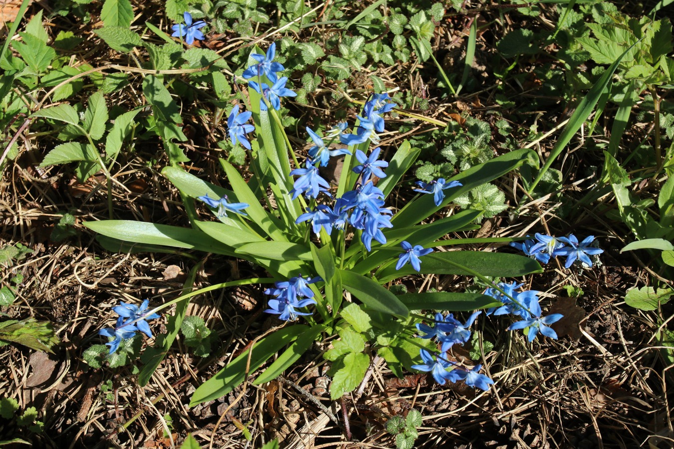 Изображение особи Scilla siberica.
