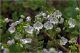 Veronica filiformis. Цветущие растения. Московская обл., Раменский р-н, окр. дер. Хрипань, садовый участок. 12.05.2026.