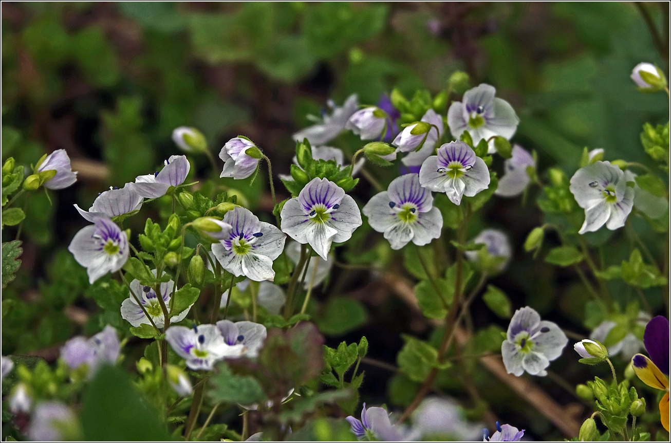 Изображение особи Veronica filiformis.