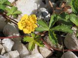Potentilla reptans. Часть побега, цветок и листья. Краснодарский край, г. Адлер, ул. Просвещения, клумба. 03.07.2024.