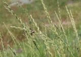 Elytrigia trichophora. Соцветия с жуками-кузьками. ЛНР, г. Луганск, балка Калмыцкий яр, склон северо-западной эксп., луговая степь. 20.06.2026.
