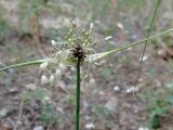 Allium oleraceum