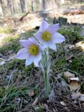 Pulsatilla patens. Цветущее растение в сосновом лесу на боровой террасе Днепра. Киев, заказник \"Лесники\". 25 апреля 2011 г.