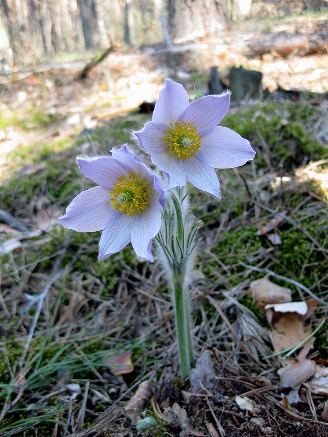 Image of Pulsatilla patens specimen.