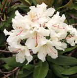 Rhododendron caucasicum