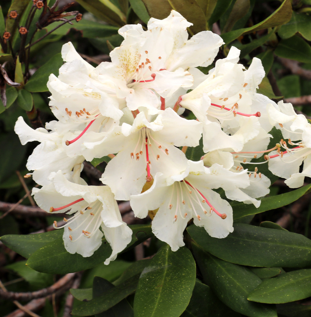 Image of Rhododendron caucasicum specimen.