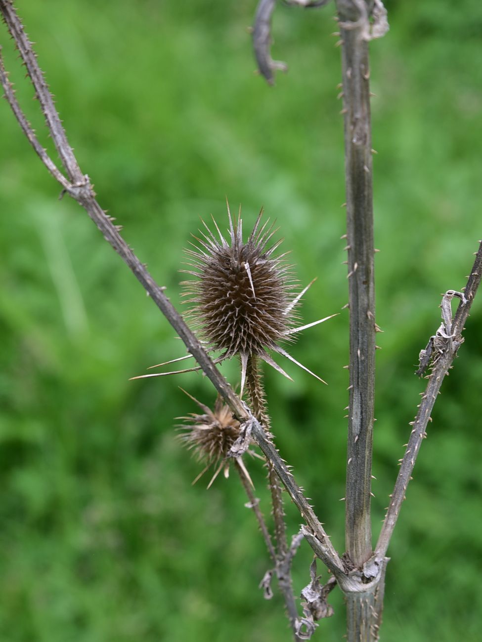 Image of Dipsacus laciniatus specimen.