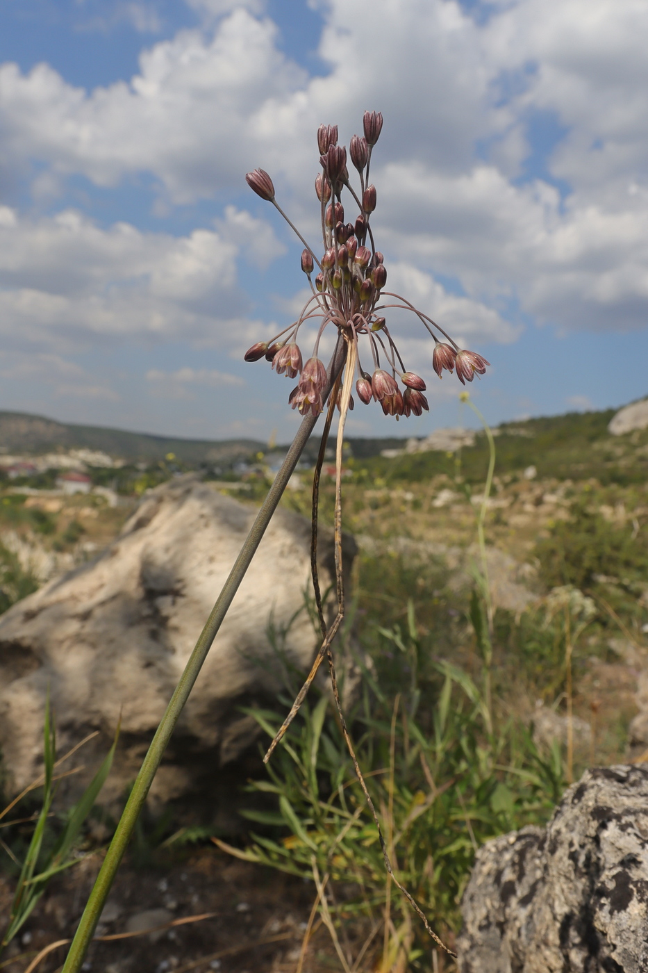 Image of Allium paniculatum specimen.