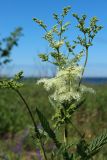 Filipendula подвид denudata
