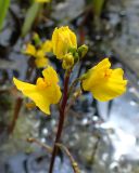 Utricularia macrorhiza. Соцветие. Хабаровский край, г. Комсомольск-на-Амуре, водоём. 20.06.2026.