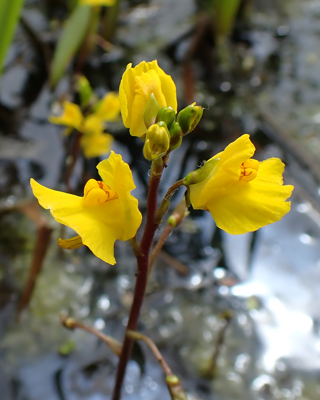 Image of Utricularia macrorhiza specimen.