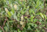 Salix phylicifolia. Верхушка ветви с плодами. Кольский п-ов, Хибины, дол. р. Кунийок, на обочине грунтовой дороги. 28.07.2026.
