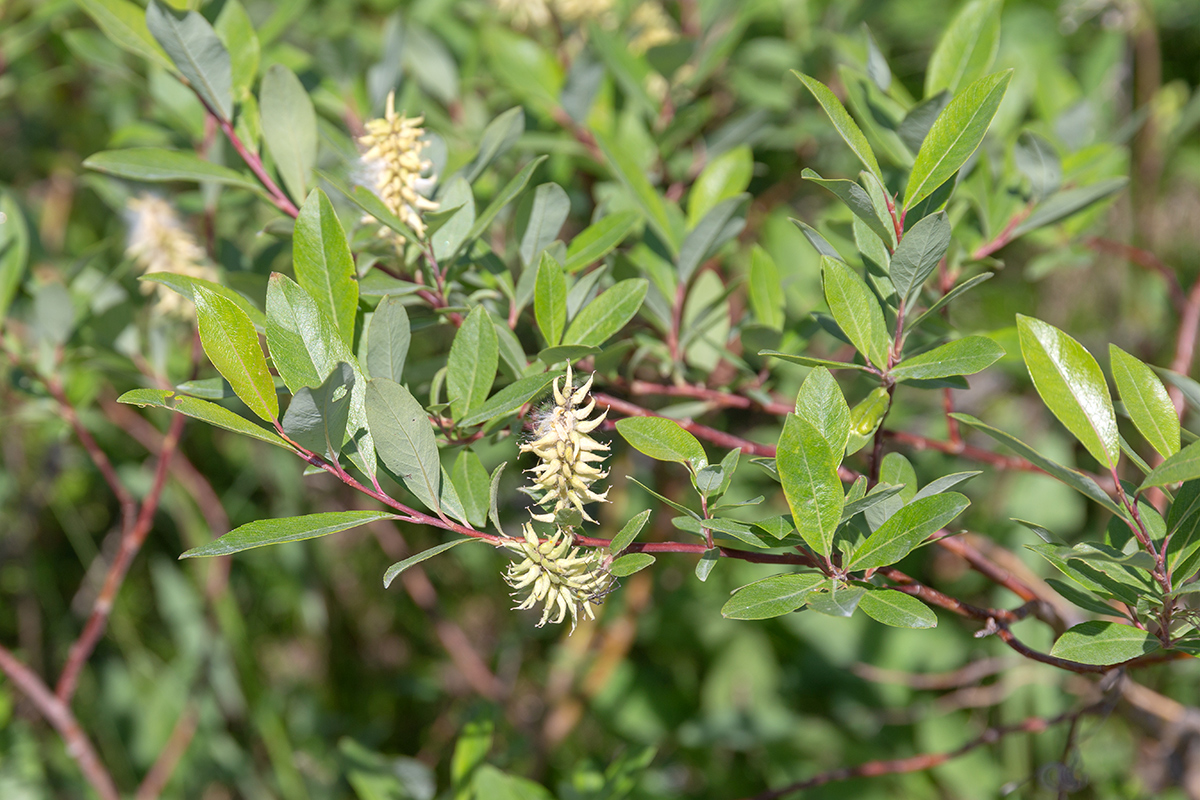 Image of Salix phylicifolia specimen.