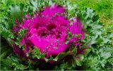 Brassica oleracea разновидность viridis. Центральная часть верхушки развивающегося растения. Московская обл., Раменский р-н, окр. дер. Хрипань, садовый участок. 06.09.2026.