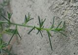 род Salsola