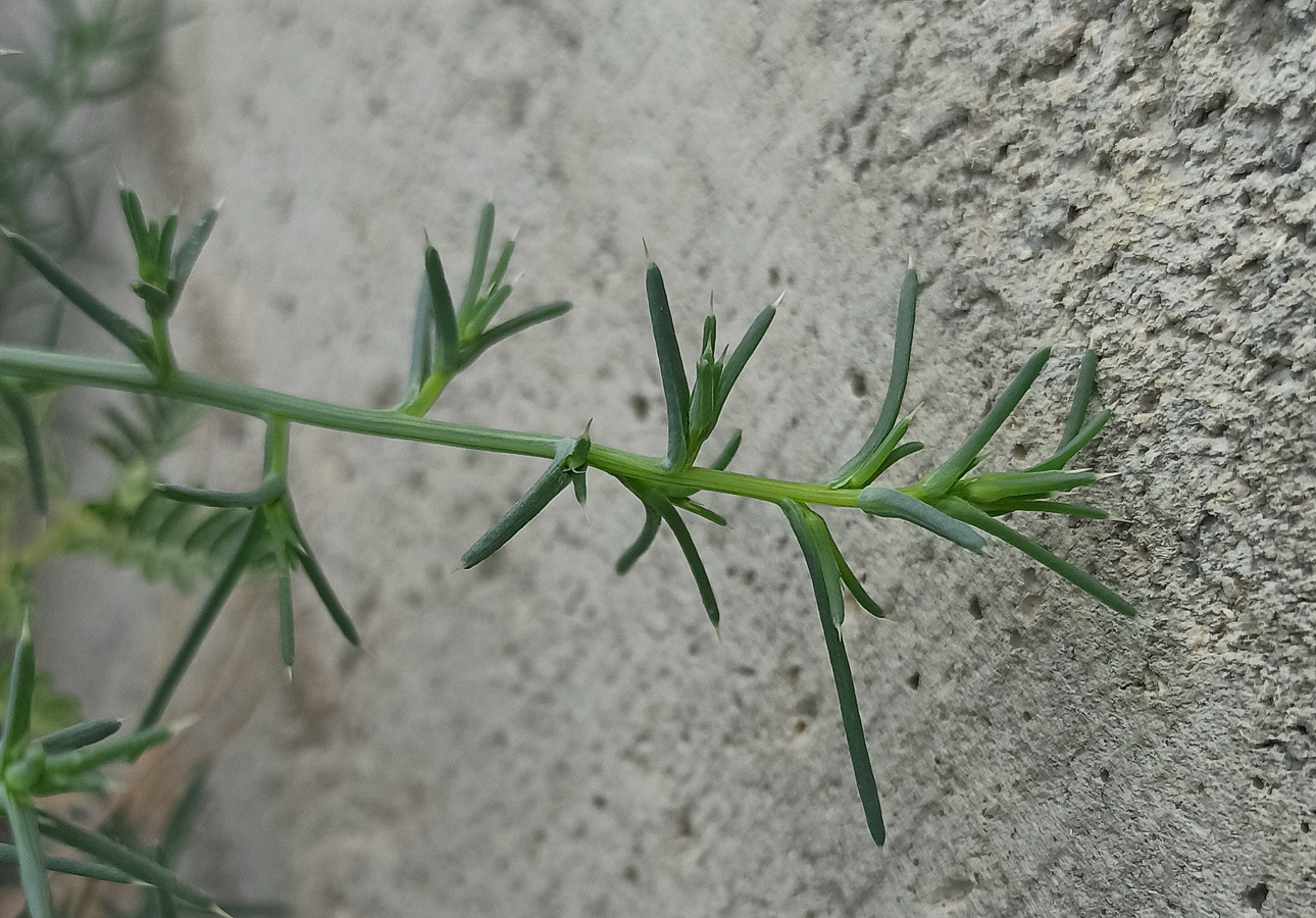 Изображение особи род Salsola.