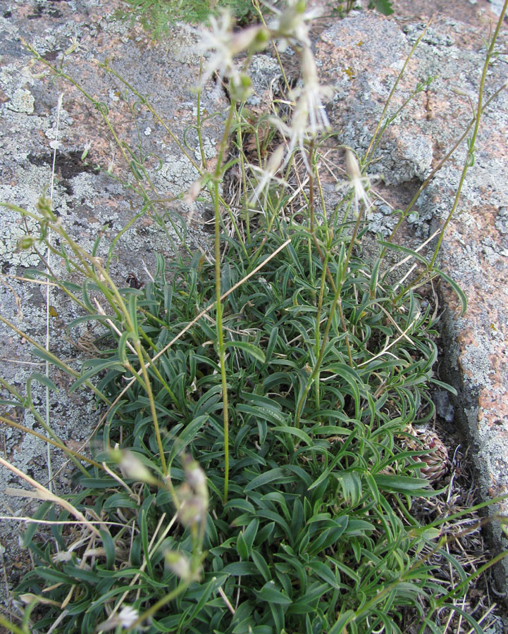 Image of Silene stylosa specimen.