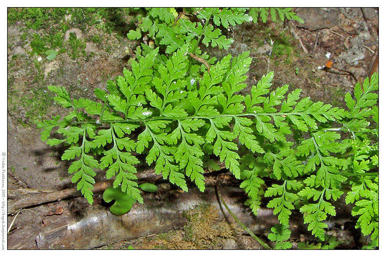 Изображение особи Cystopteris fragilis.