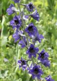 род Delphinium