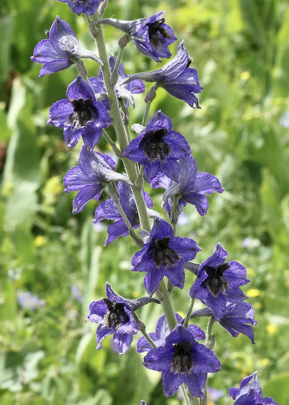 Изображение особи род Delphinium.