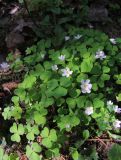 Oxalis acetosella