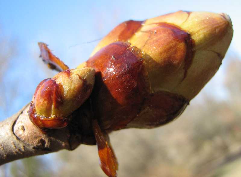 Изображение особи Aesculus hippocastanum.