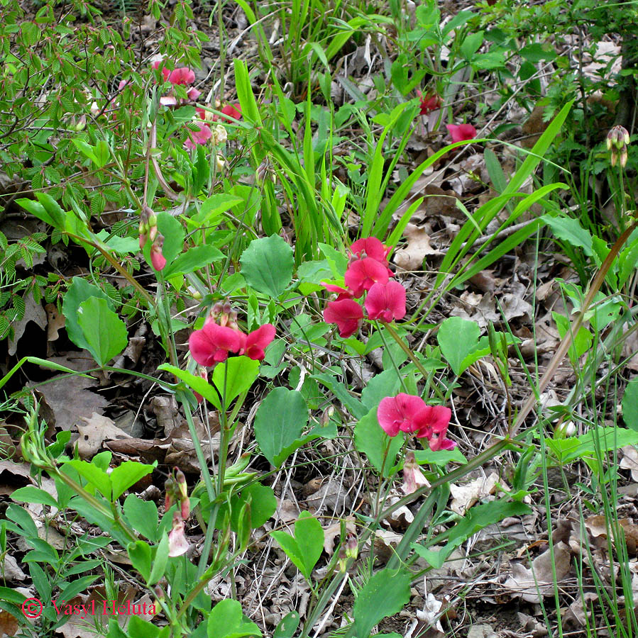 Image of Lathyrus undulatus specimen.