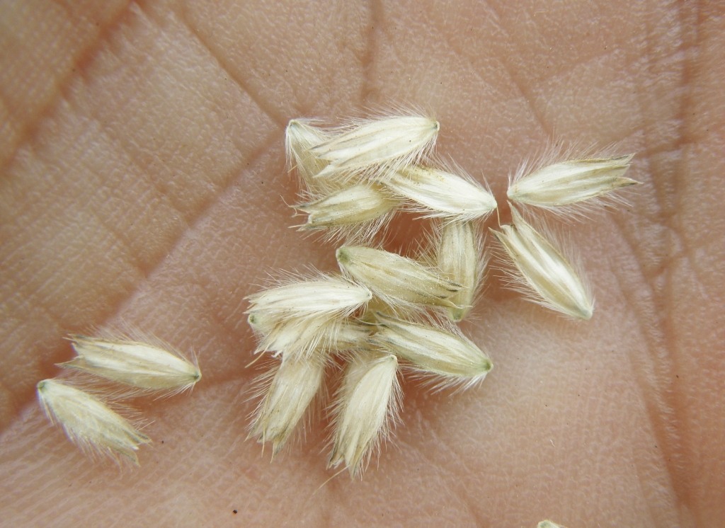 Image of Alopecurus pratensis specimen.