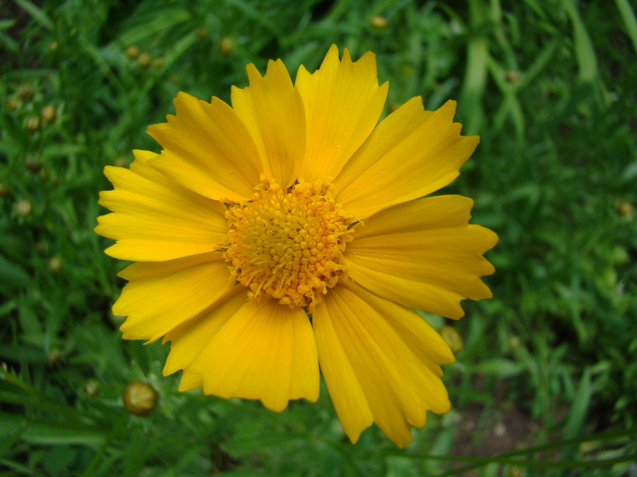 Image of Coreopsis grandiflora specimen.