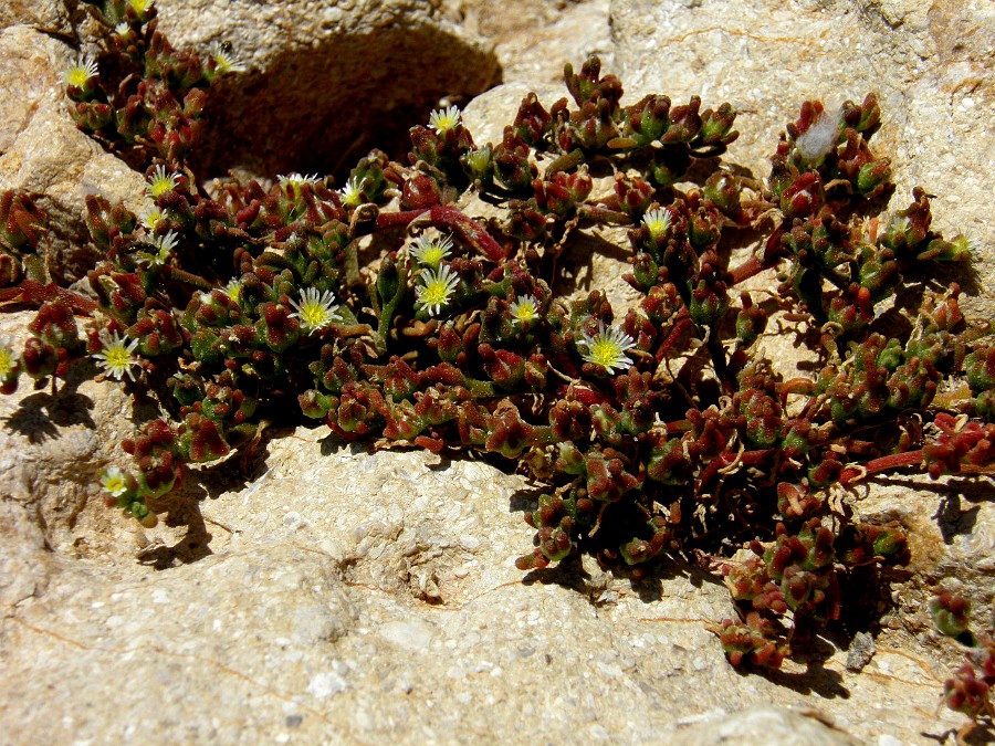 Image of Mesembryanthemum nodiflorum specimen.