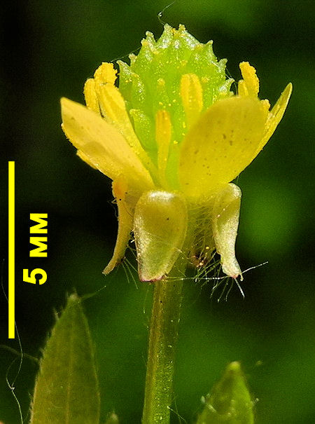 Image of Ranunculus chinensis specimen.