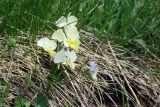 Viola oreades. Цветущие растения. Карачаево-Черкесия, Домбай, гора Мусса-Ачитара, 2600 м н.у.м. 04.07.2011.