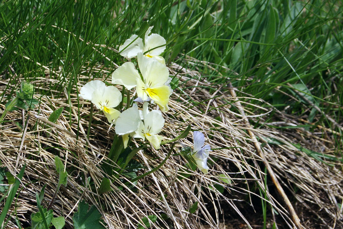 Изображение особи Viola oreades.