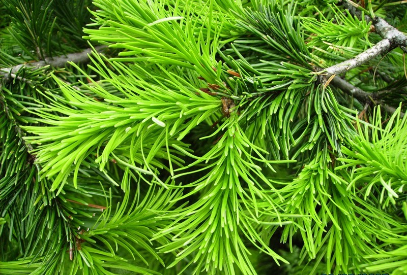 Изображение особи Abies sibirica.