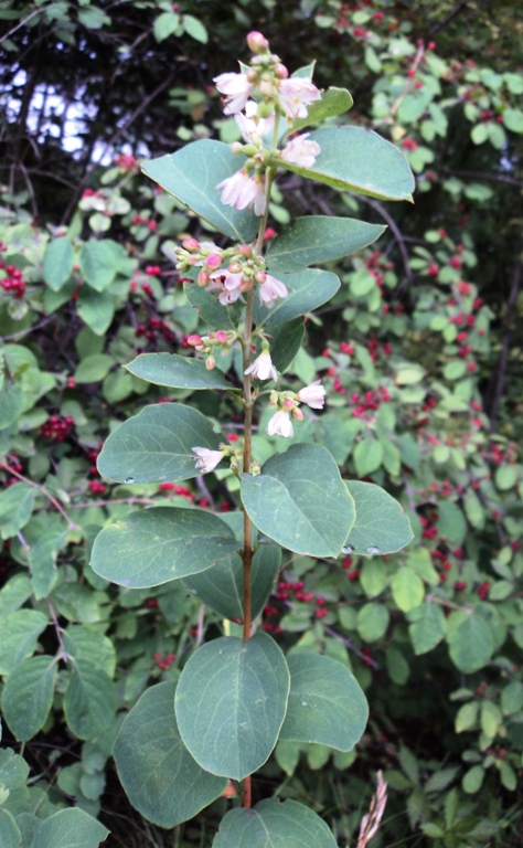 Image of Symphoricarpos albus var. laevigatus specimen.