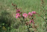 Lagerstroemia indica